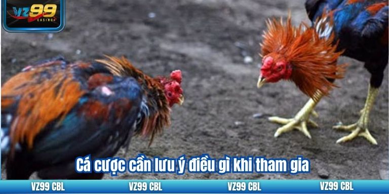 Cá cược cần lưu ý điều gì khi tham gia