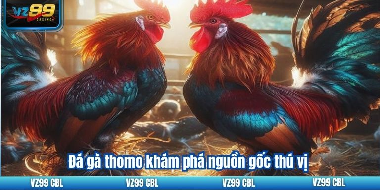 Đá gà thomo khám phá nguồn gốc thú vị
