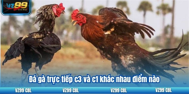 Trực Tiếp Đá Gà C1: Trận Đấu Đỉnh Cao Hấp Dẫn Tại VZ99 Đá gà trực tiếp c3 và c1 khác nhau điểm nào