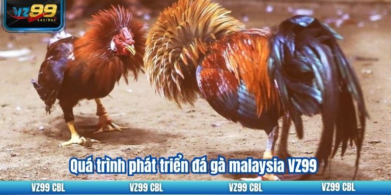 Quá trình phát triển đá gà malaysia VZ99