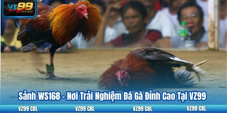 Sảnh WS168 – Nơi Trải Nghiệm Đá Gà Đỉnh Cao Tại VZ99