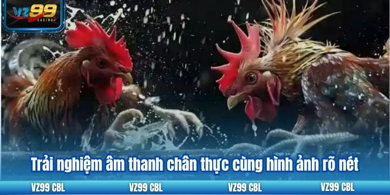 Trực Tiếp Đá Gà C1: Trận Đấu Đỉnh Cao Hấp Dẫn Tại VZ99 Trải nghiệm âm thanh chân thực cùng hình ảnh rõ nét