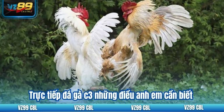 Trực Tiếp Đá Gà C3: Trải Nghiệm Cá Cược Đỉnh Cao Tại VZ99 Trực tiếp đá gà c3 những điều anh em cần biết