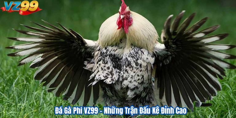 Đá Gà Phi VZ99 – Những Trận Đấu Kê Đỉnh Cao