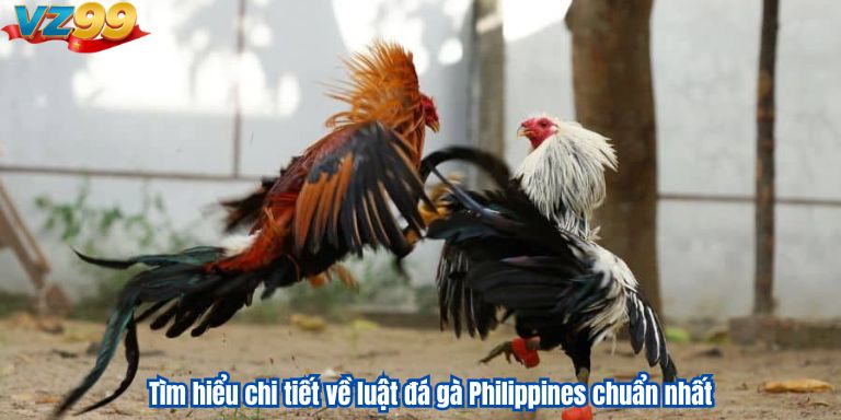 Tìm hiểu chi tiết về luật đá gà Philippines chuẩn nhất